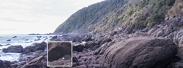 Spot the penguin.