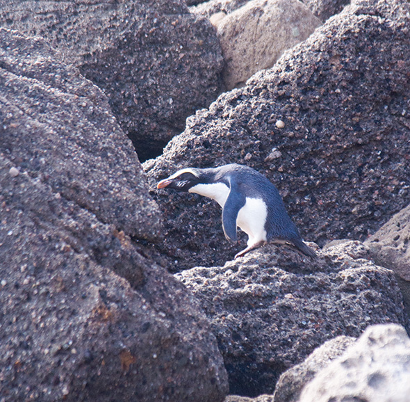 Fiordland penguin negotiating the rocky shore of Jackson