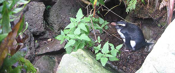 An open yet well protected (from researchers, that is) tawaki nest under nasty ongaonga nettles