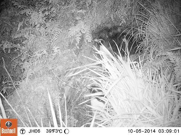 Our logger bird and her mate leave the nest