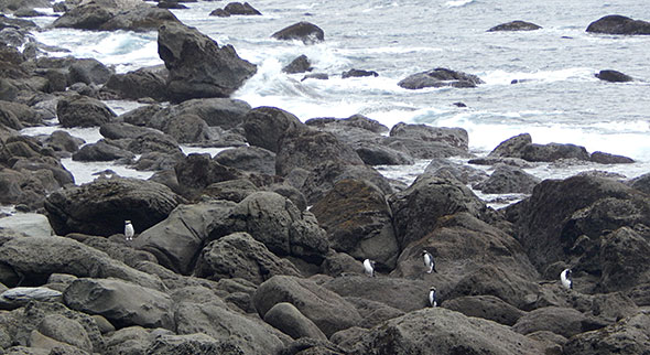 Tawaki on the rocks, just not the one we're waiting for