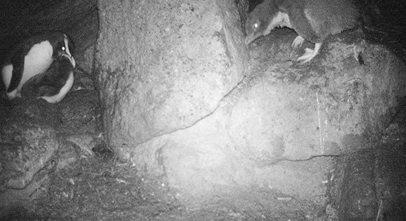 Our female logger tawaki feeding her chick at 2.50am