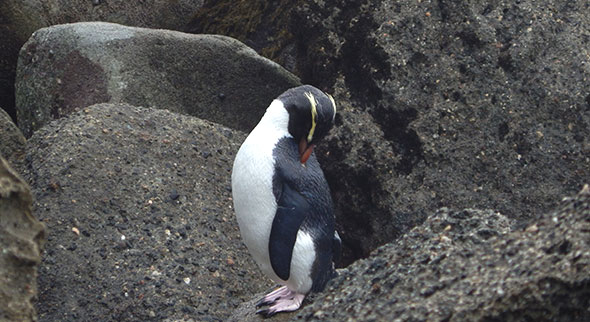The male tawaki from nest JH14 with the logger that is about to be recovered