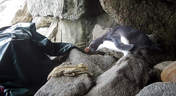 Butch nibbling on my rain jacket.