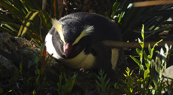 Dozing in the evening sun (actually, this guy might be fast asleep)