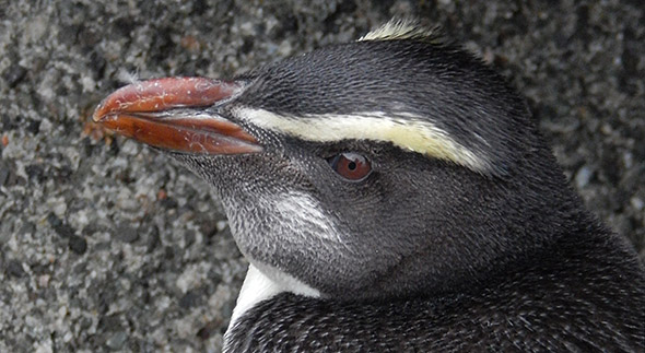 Whitish cheeks, a short crest and a brownish rather than reddish bill - clear signs of juvenile tawaki