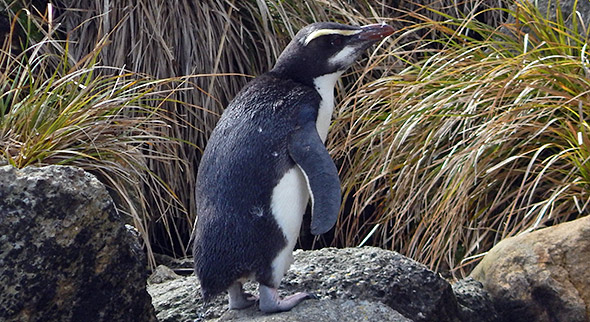 Juvenile tawaki with very white cheeks and a rather short crest