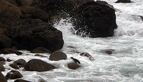 Tawaki always try to land halfway between break and surge of a wave. This one almost made it.