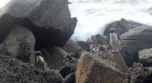 Penguins outside of Butch's and my cave