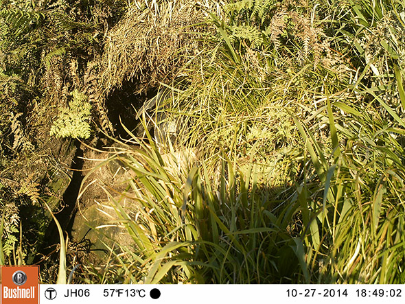The logger bird returns (yes, there it is, behind the grass, believe me)