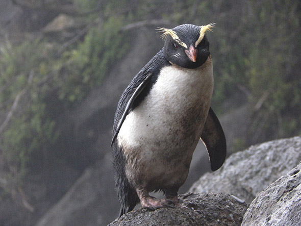 "On second thought, I might as well postpone that bath until tomorrow..."