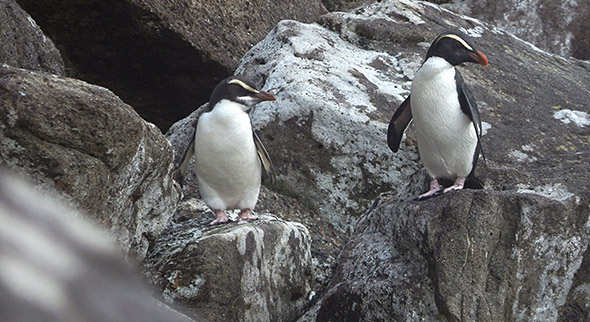 Wanna-be Chinstrap penguin