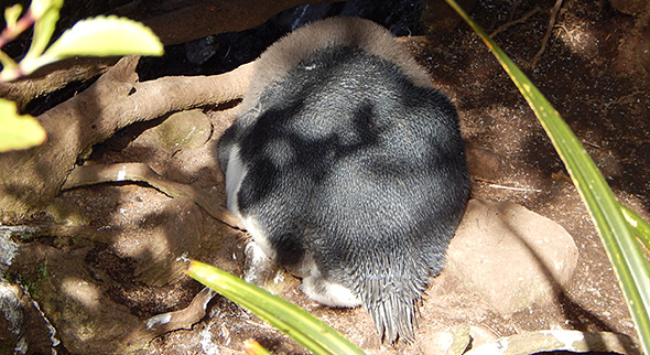 A fast asleep chick sporting its new plumage and a feather boa of down