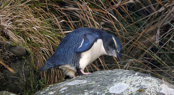 Fledgling on its way somewhere