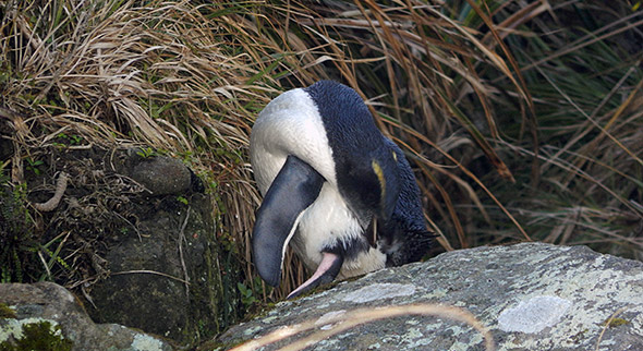 Trying to scratch that itch