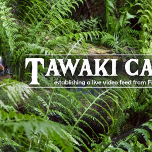 Tawaki Cam – Penguins On Air