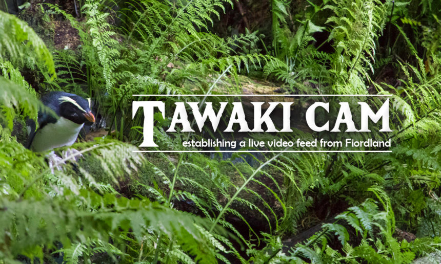 Tawaki Cam – Penguins On Air
