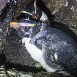 Moulting Milford