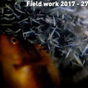 Field work 2017, Day 12