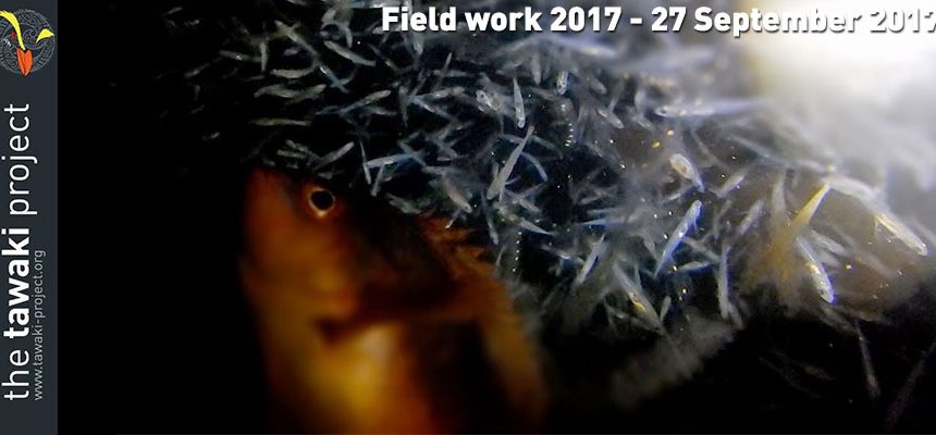 Field work 2017, Day 12