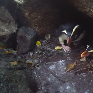 Season start in Milford Sound