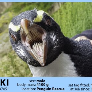 Katiki