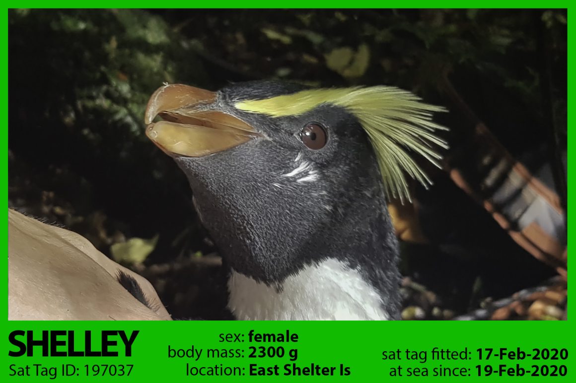 Shelley