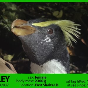 Shelley