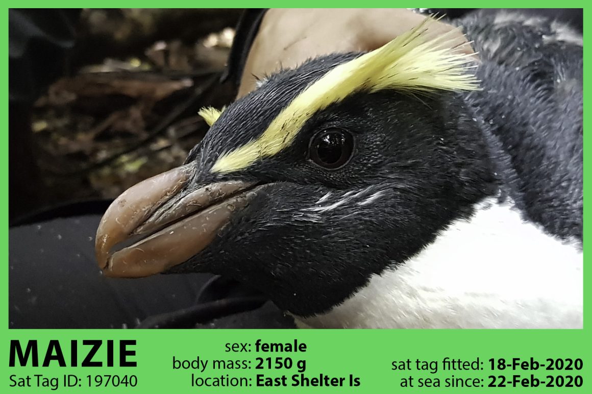 Maizie