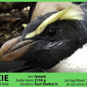 Maizie