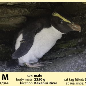Tom