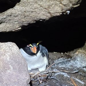 Hidden colonies