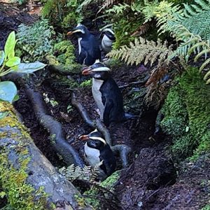 A tawaki road block
