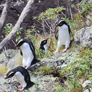 The Tawaki Caravan