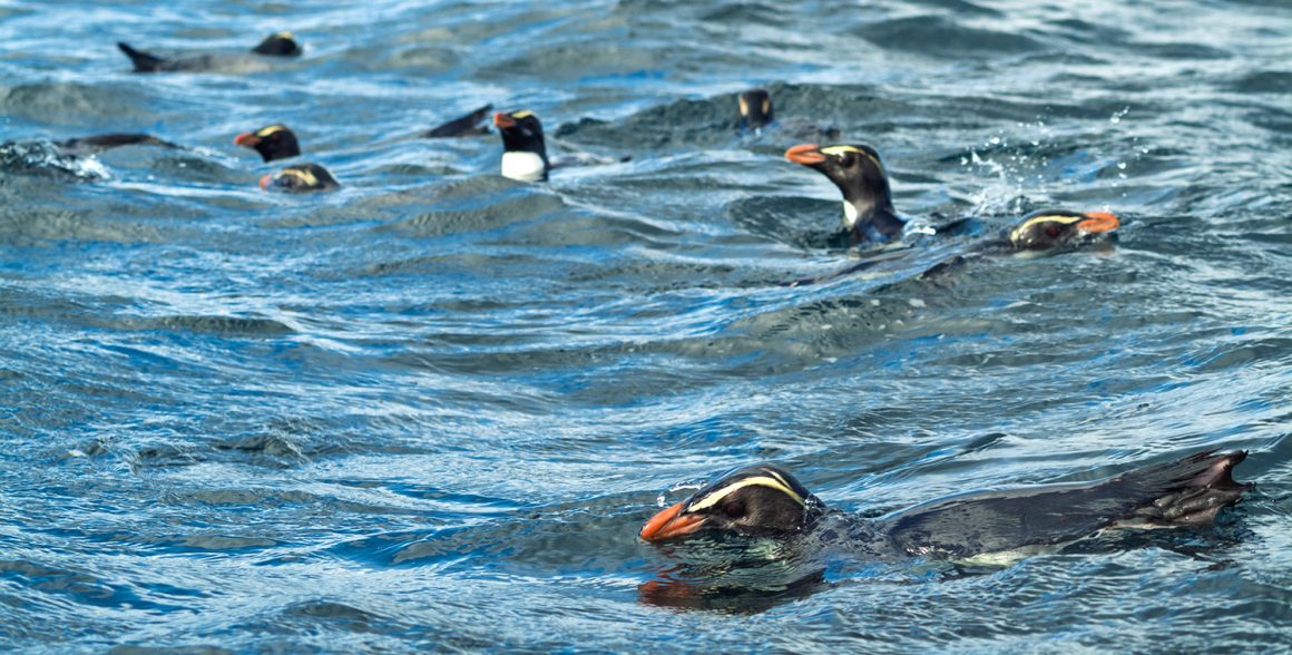 Penguins at sea