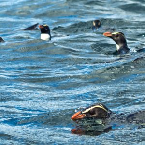 Penguins at sea Penguins at sea