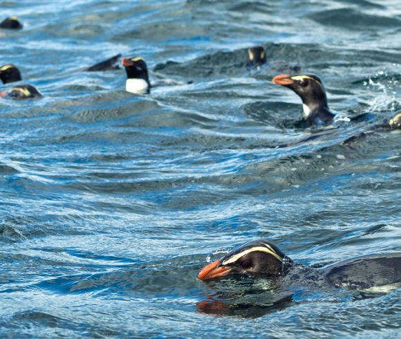 Penguins at sea