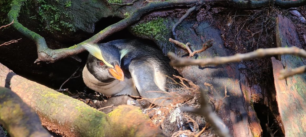Rātā has fallen