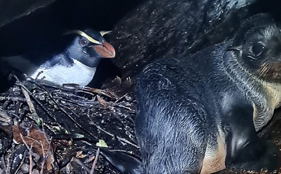 Tamatea tawaki – good and worrying news