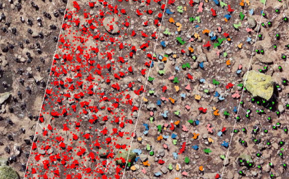 Penguins From Above