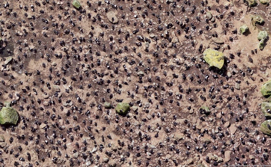 A small detail from the Orde Lees mega-panorama.