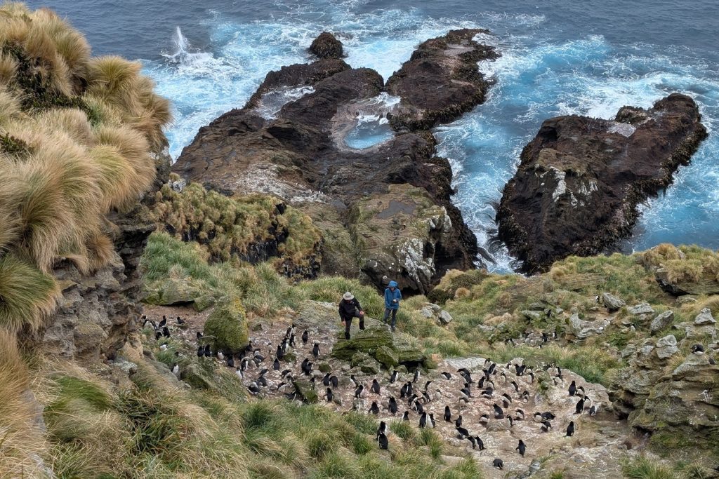 Ground counting penguin nests in Mirounga Bay North.