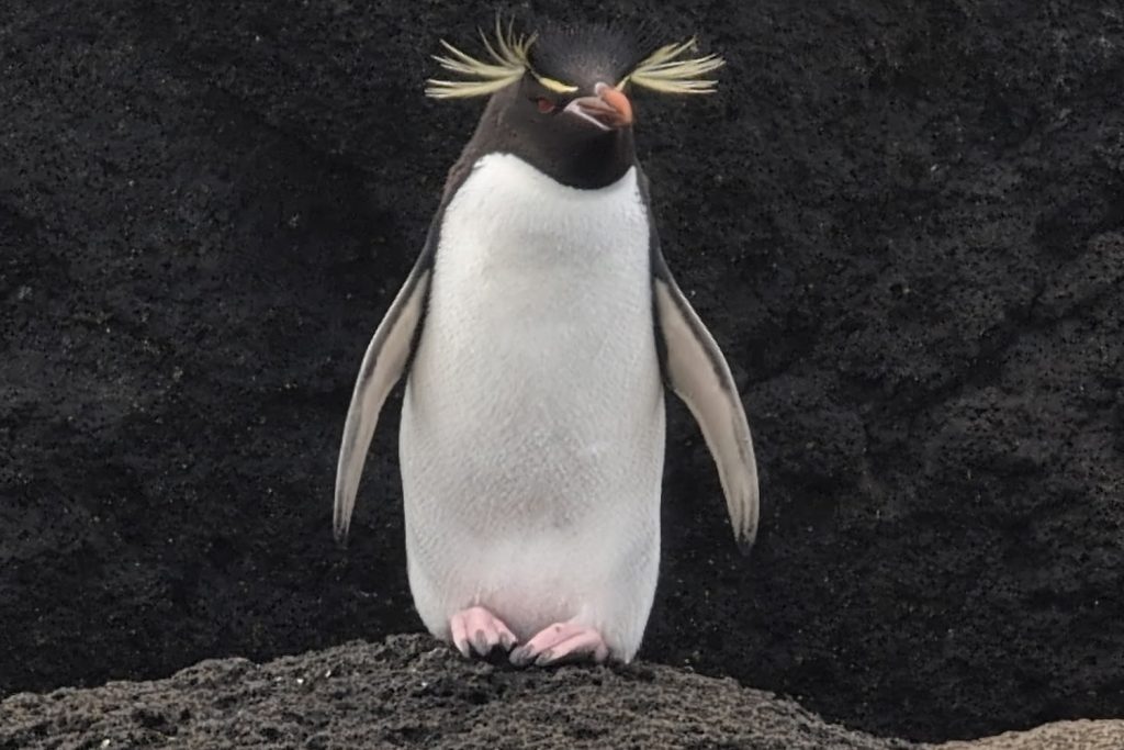 Eastern Rockhopper penguin on the south coast of Antipodes Island
