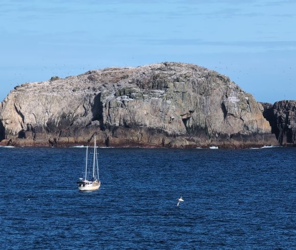 Southward to the Subantarctic