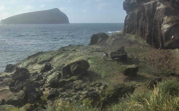 The first erect-crested penguin is back!