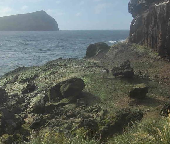 The first erect-crested penguin is back!