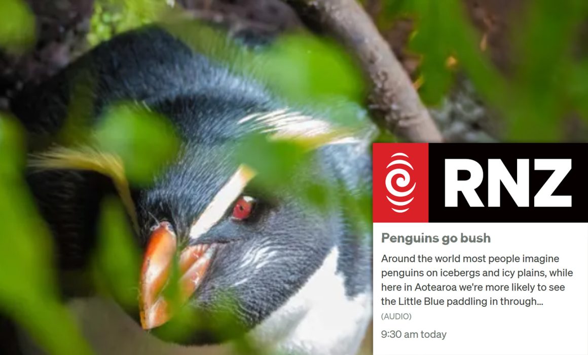 “Penguins go bush”